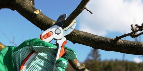 Kako rezati breskvu u jesen: dijagram